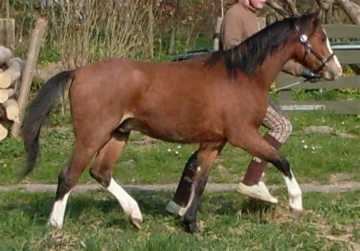 Welsh Pony (sec B) Bjerregårds Leonardo  billede 4