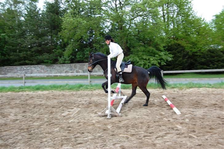 Anden særlig race Columbine  billede 10