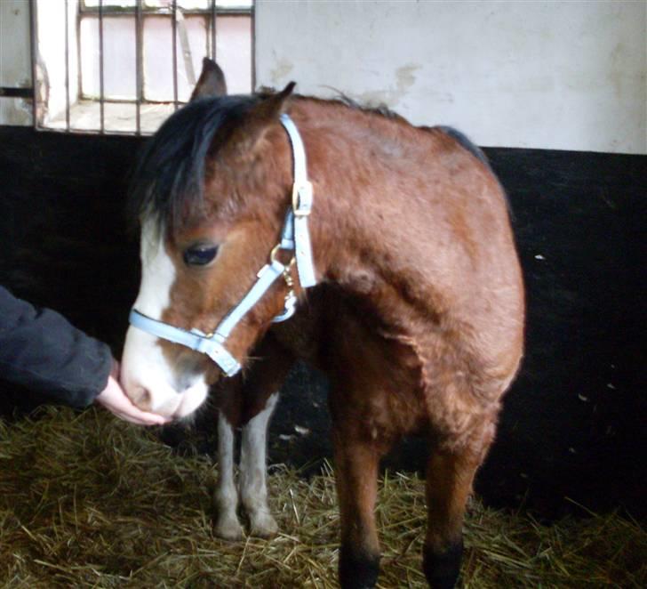 Welsh Pony (sec B) Bjerregårds Leonardo  billede 5