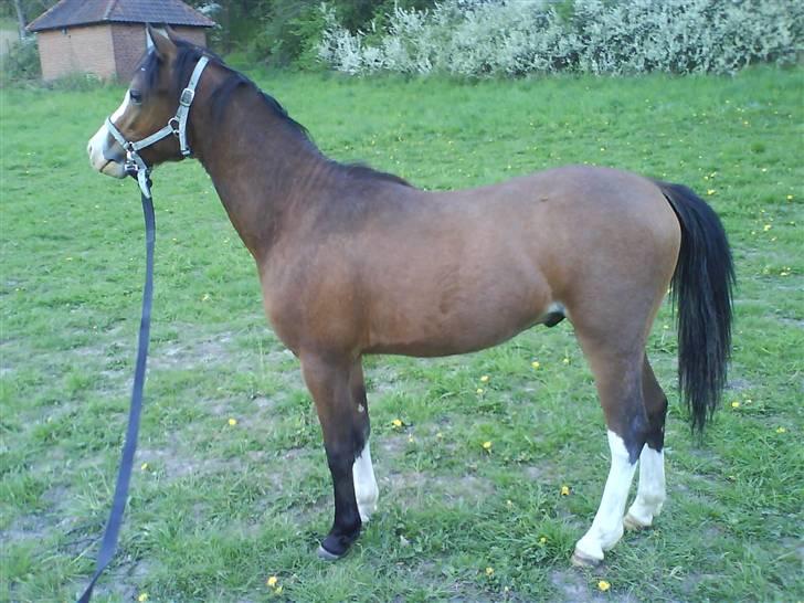 Welsh Pony (sec B) Bjerregårds Leonardo  - Bjerregårds Leonardo billede 6