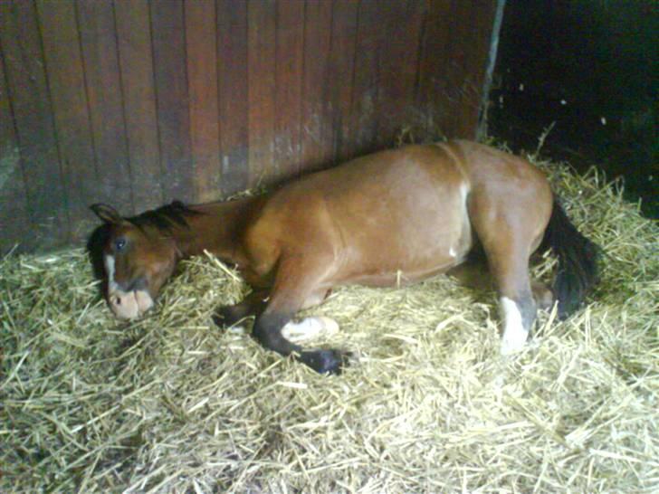 Welsh Pony (sec B) Bjerregårds Leonardo  - Leonardo sover i sin boks efter en lang dag på fold. billede 7