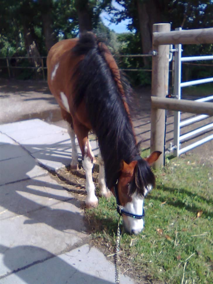 Welsh Pony (sec B) Ryttegårdens Bluie billede 19