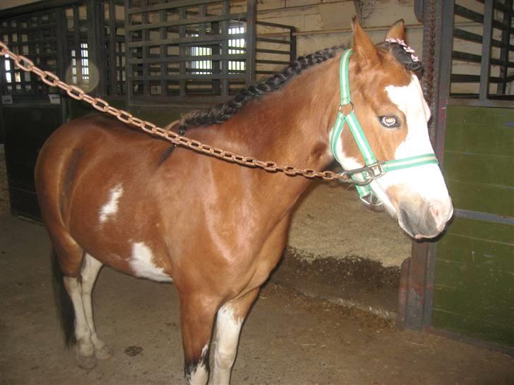 Welsh Pony (sec B) Ryttegårdens Bluie billede 20
