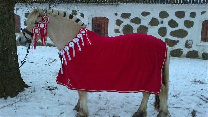 Fjordhest Rosetta *Den klareste stjerne på himlen!* - **Velkommen til Rosetta´s profil, lig en besked, og smid en bedømmelse, såé bliver vi glade! :D** R.I.P! billede 1