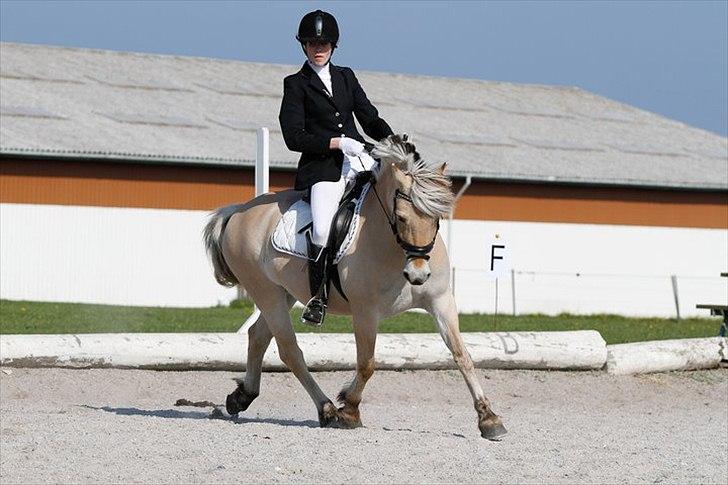 Fjordhest Rosetta *Den klareste stjerne på himlen!* - Mig og Rosetta til stævne. Her i en LB til 77,14 % STJERNEPONY! R.I.P! billede 2