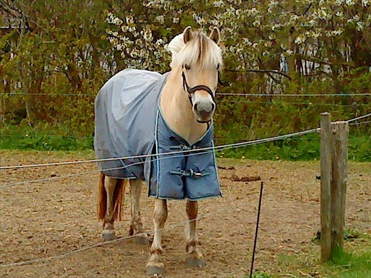 Fjordhest Rosetta *Den klareste stjerne på himlen!* - Rosetta på folden<3 R.I.P! billede 4