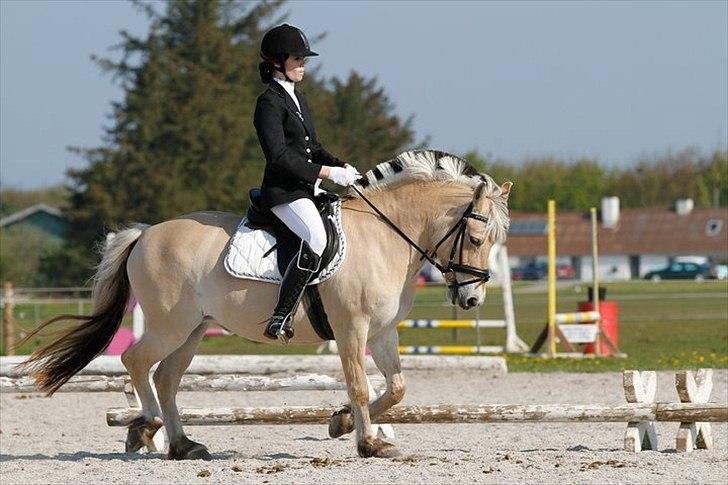 Fjordhest Rosetta *Den klareste stjerne på himlen!* - Mig og Rosetta til stævne. Her i en LB til 77,14 % - R.I.P! billede 5