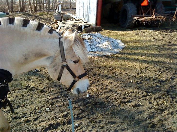 Fjordhest Rosetta *Den klareste stjerne på himlen!* - Rosetta på vej ind fra folden<3 R.I.P! billede 7