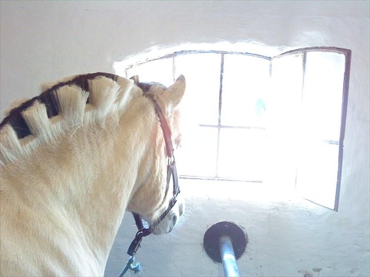 Fjordhest Rosetta *Den klareste stjerne på himlen!* - Jeg håber at du har fundet lyset min skat<3. R.I.P! billede 9