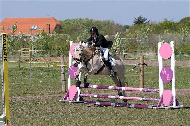 Fjordhest Rosetta *Den klareste stjerne på himlen!* - Mig og Rosetta til stævne. Her i en stilspring. STJERNEPONY! R.I.P! billede 10
