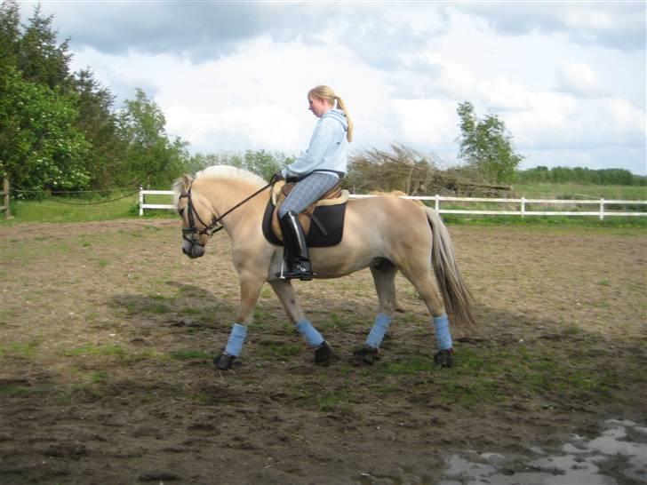 Fjordhest Strædesgaardens Max Motor billede 13