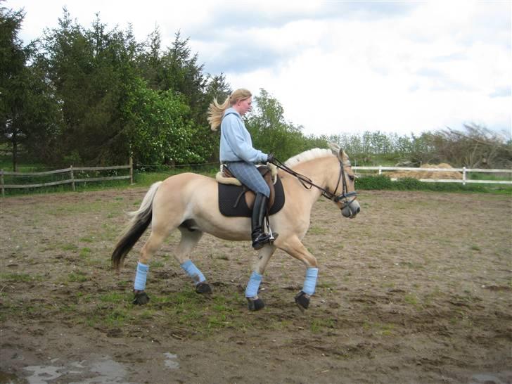 Fjordhest Strædesgaardens Max Motor billede 14