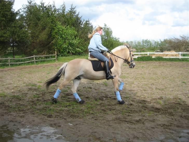 Fjordhest Strædesgaardens Max Motor billede 15