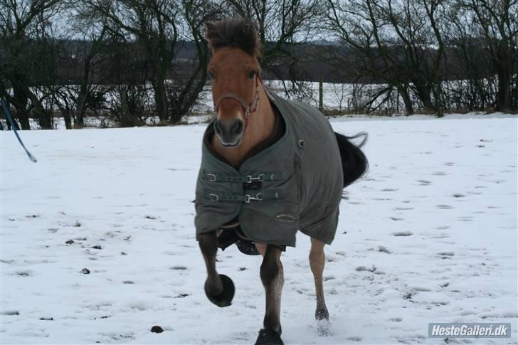 Anden særlig race Águst Kongerslev MITALT - SOLGT - Águst i sneen - vinter 2010 - foto mig. billede 14