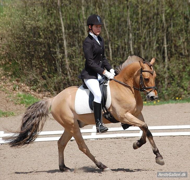 Anden særlig race Águst Kongerslev MITALT - SOLGT - Águst og jeg i en LC2 - dejlig stævne weekend 2010 billede 1