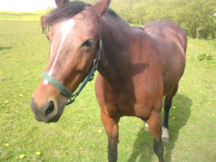 Traver Hovsa Tarka-Ka *helpart* billede 16