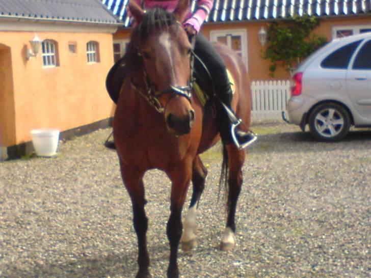 Traver Hovsa Tarka-Ka *helpart* billede 17