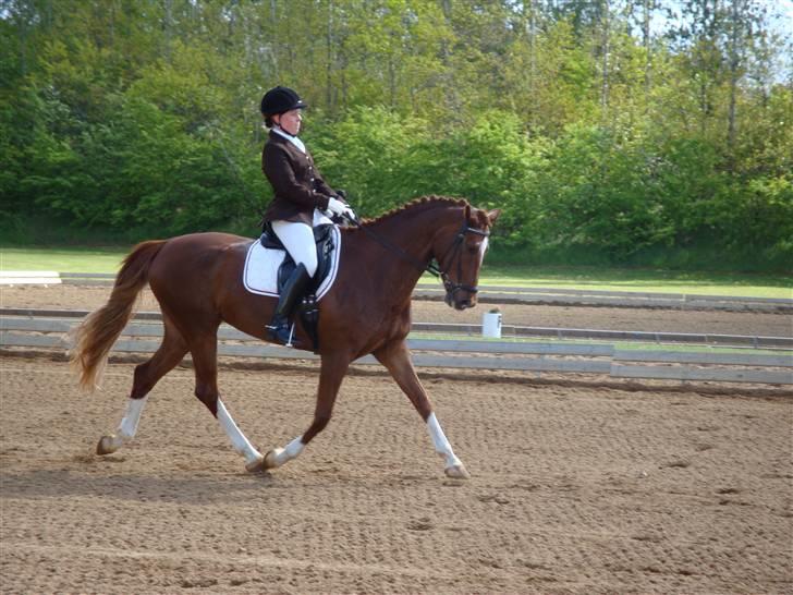 Dansk Varmblod Kielsgaardens Komtesse billede 1