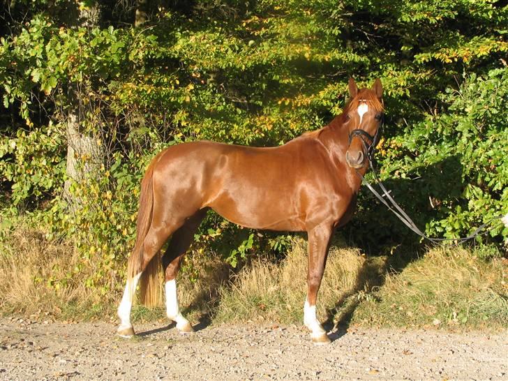 Dansk Varmblod Kielsgaardens Komtesse billede 2