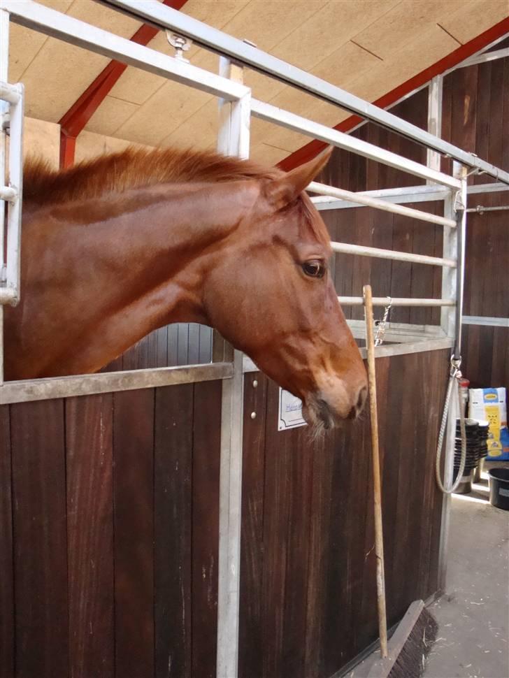 Dansk Varmblod Kielsgaardens Komtesse billede 3