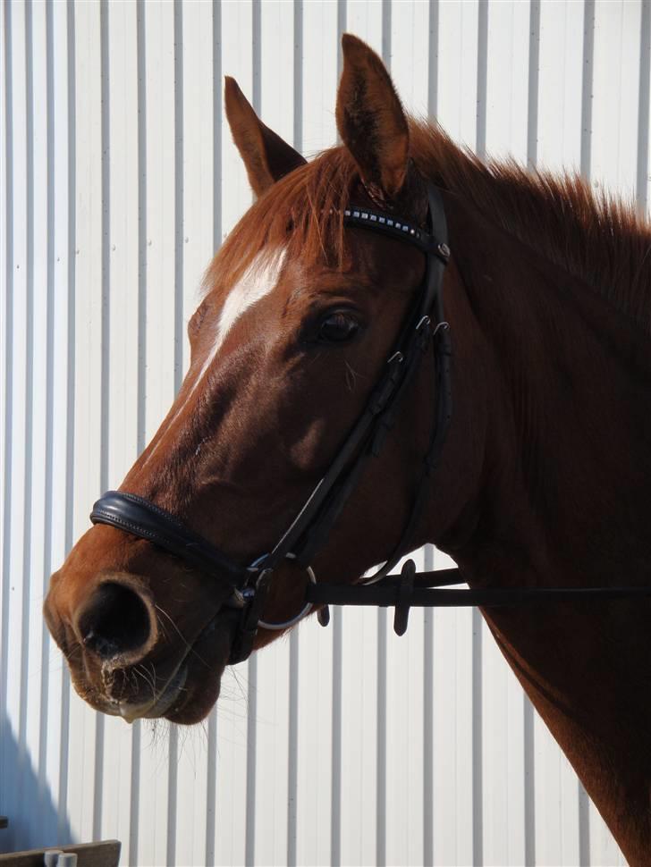 Dansk Varmblod Kielsgaardens Komtesse billede 4