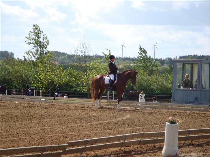 Dansk Varmblod Kielsgaardens Komtesse billede 5