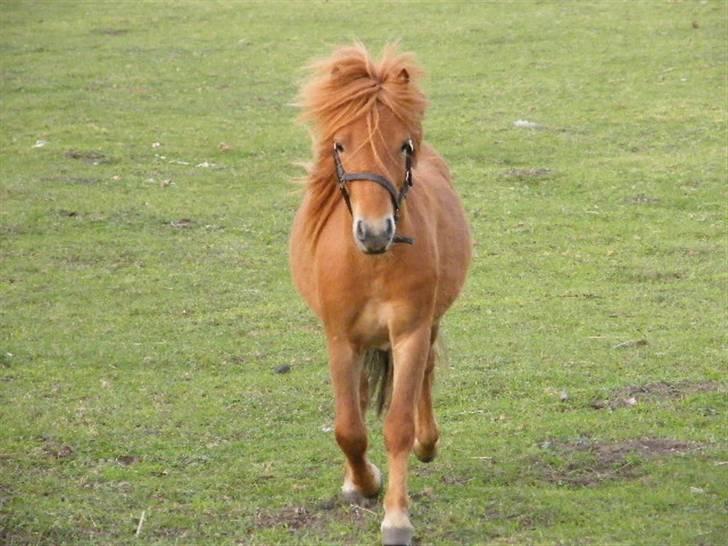 Shetlænder Nordhusets Hannibal Small <3 #Pony prinsen# - En flot, muskuløs og veludviklet lille hingst :) billede 7