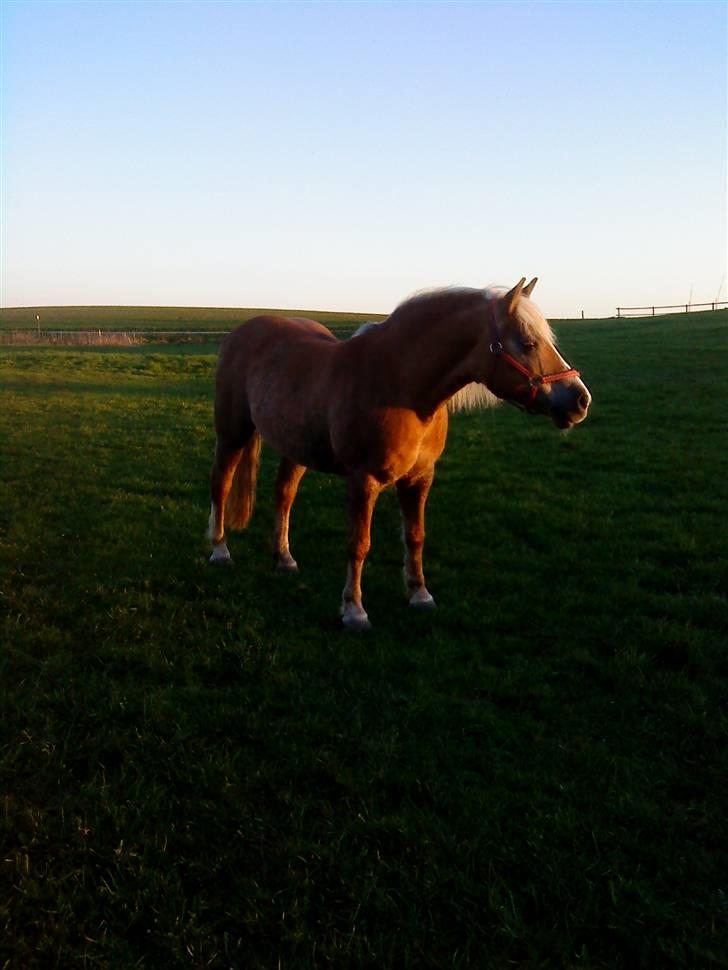 Haflinger misty billede 8