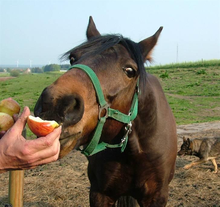 Traver Junior Guy billede 5