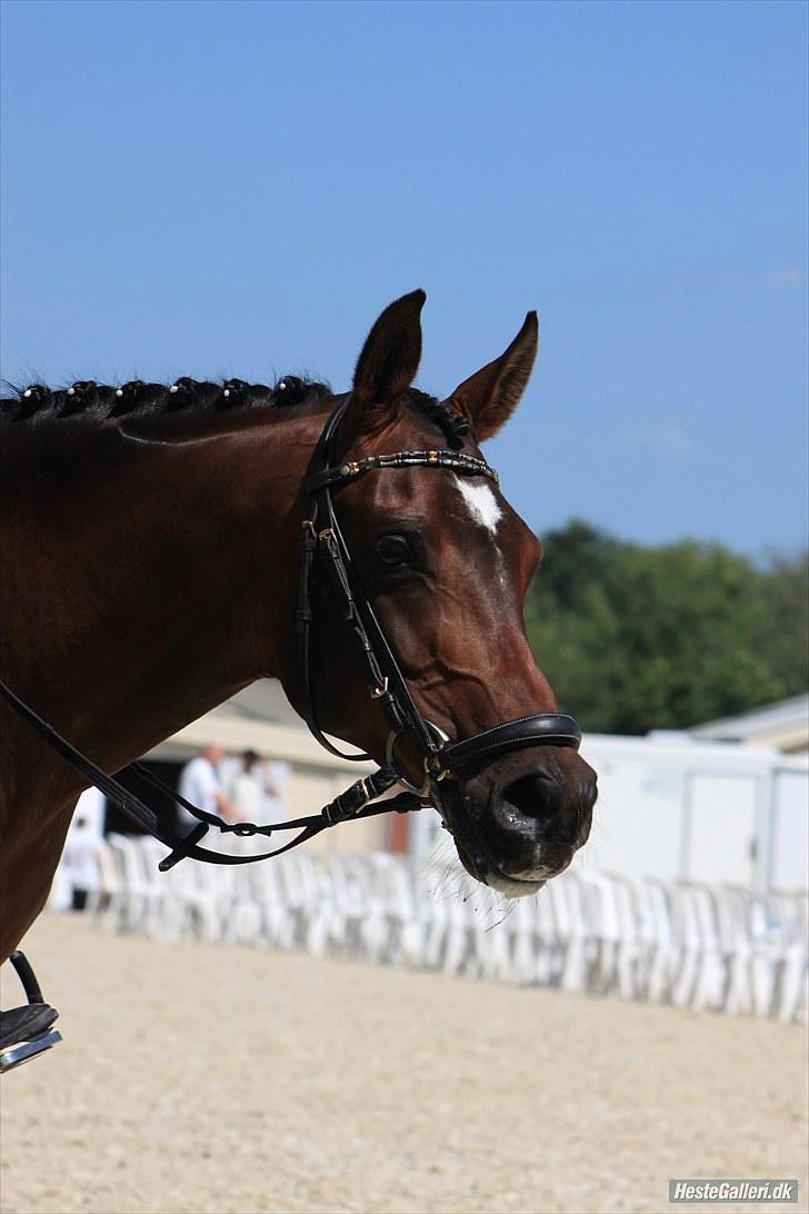 Arabisk fuldblod (OX) Al Fatah SOLGT - i middelfart. Foto: ASR-Foto billede 8