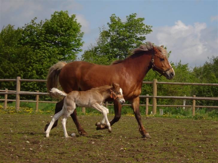 Anden særlig race Pennylane - Jubii så fik jeg mor med!:) Penelope & Pennylane  billede 18