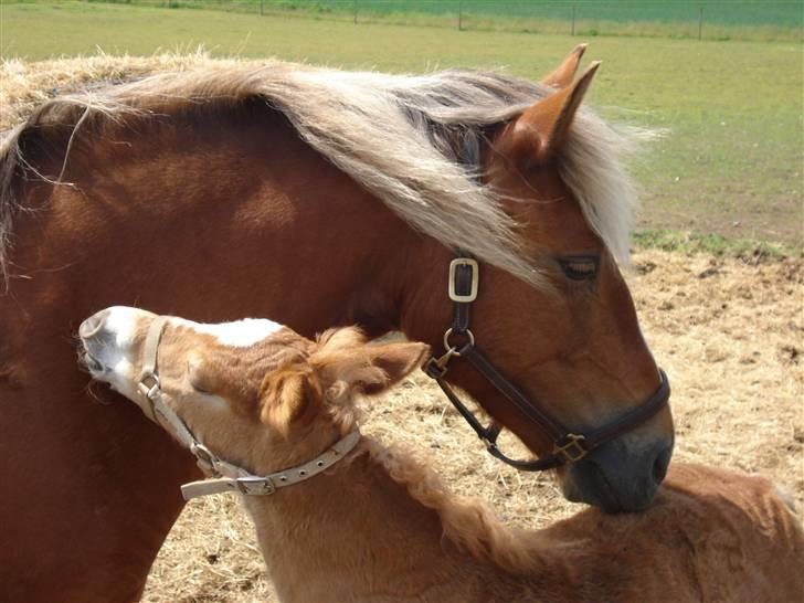Anden særlig race Pennylane - Penelope & Pennylane 09 billede 19
