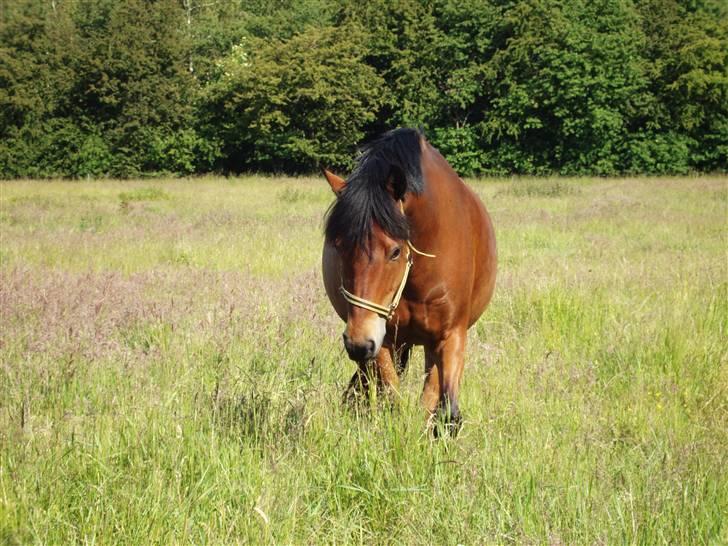 New Forest Amagergaardens Zorro - Som hoppe med tvillingeføl :0) Sommer 09. billede 16