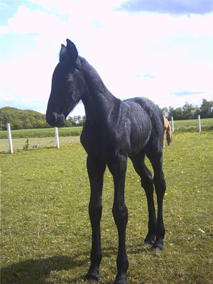 Frieser Duchess liselund - smukke duchess billede 8