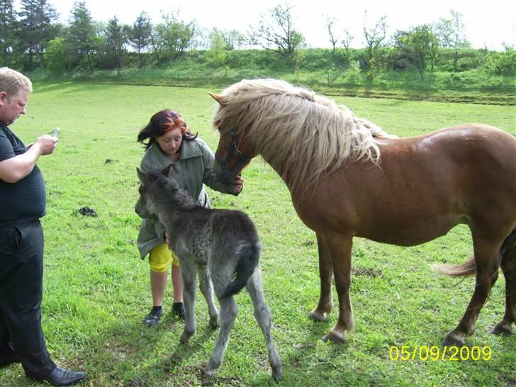 Islænder Katla fra Thorup(solgt billede 1