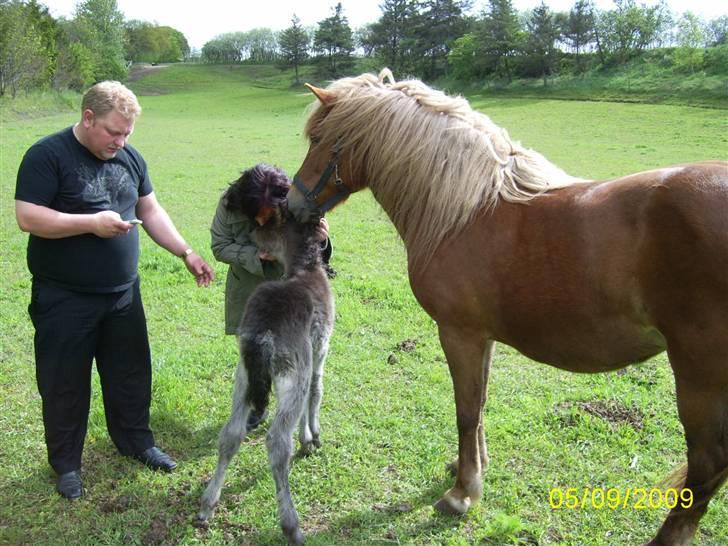 Islænder Katla fra Thorup(solgt billede 2