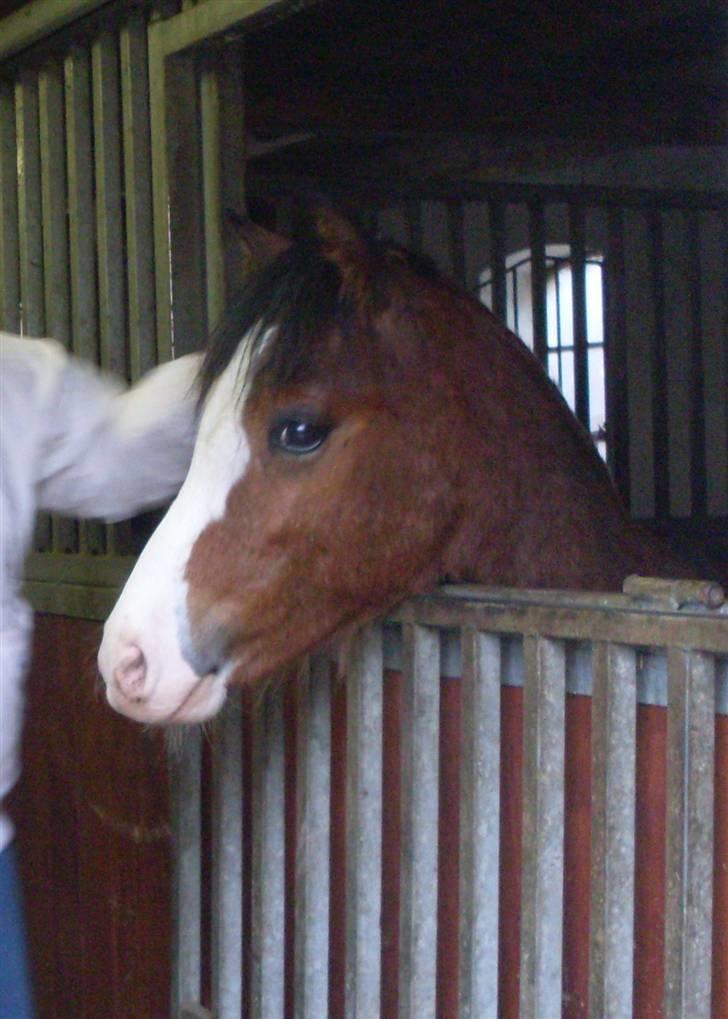 Welsh Pony (sec B) Bjerregårds Leonardo  billede 8