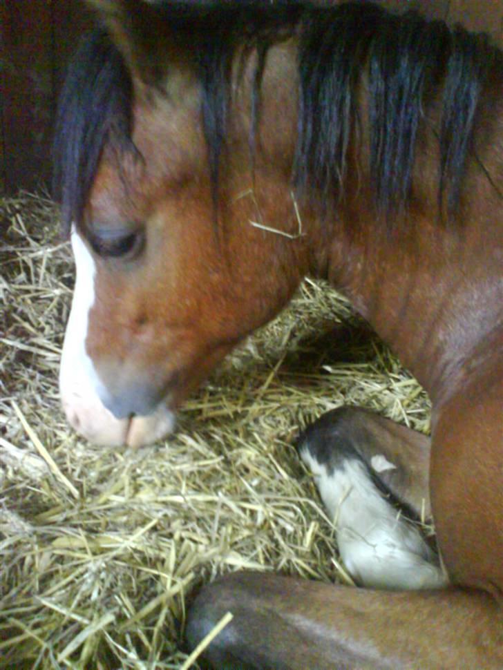 Welsh Pony (sec B) Bjerregårds Leonardo  - Leonardo sover :) billede 9