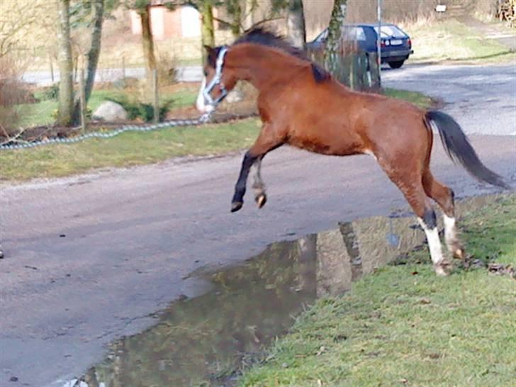 Welsh Pony (sec B) Bjerregårds Leonardo  - Utrolig modig hingst - Bjerregårds Leonardo billede 10