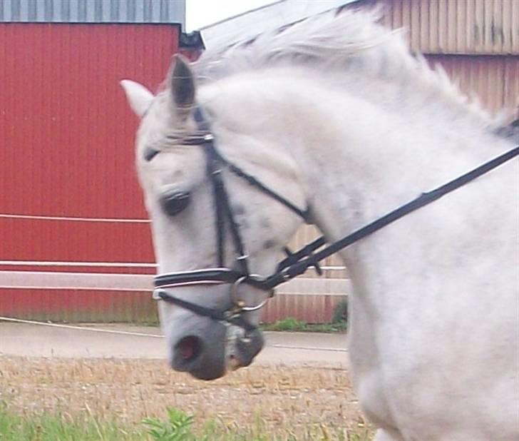 Anden særlig race Miss behaven<3 - Misse og jeg billede 14