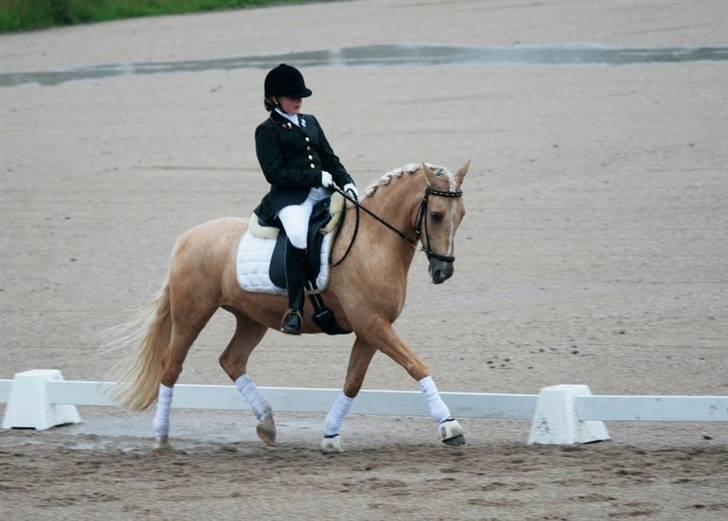 Tysk Sportspony Golden Dream - Stævne på Helsinge(: billede 9