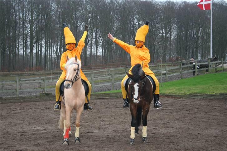 Tysk Sportspony Golden Dream - efter par de deux med marie, klædt ud som bananer:´D billede 10