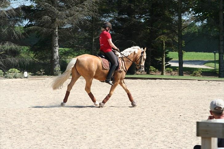 Tysk Sportspony Golden Dream - træning uden bøjler, d. 27/6. billede 11