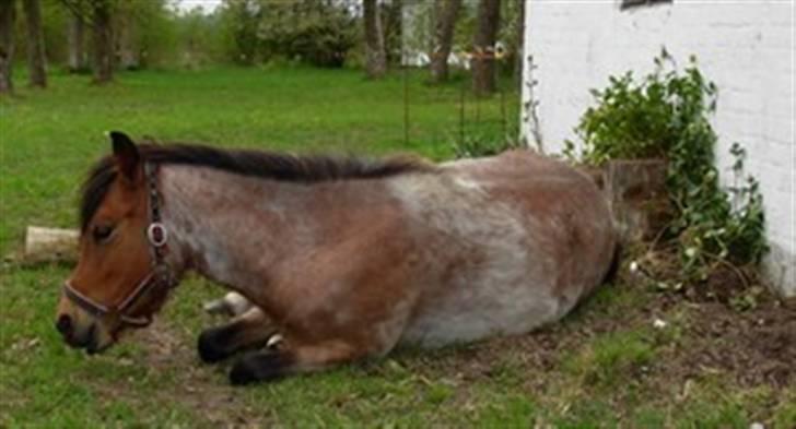 Anden særlig race Hedins anna-bella (solgt) billede 3