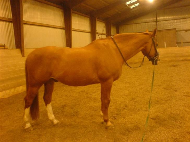 Dansk Varmblod -*Samuraj*- - 2)jeg har lige longerede ham .. billede 2