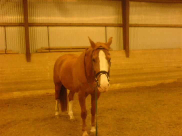 Dansk Varmblod -*Samuraj*- - 3)han er bare skøn billede 3