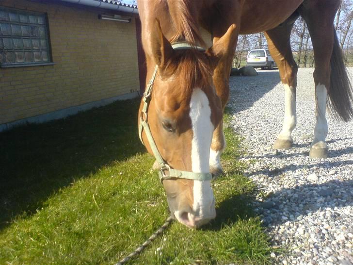 Dansk Varmblod -*Samuraj*- - 4)græsset er grønner på den anden side af folden..(: billede 4