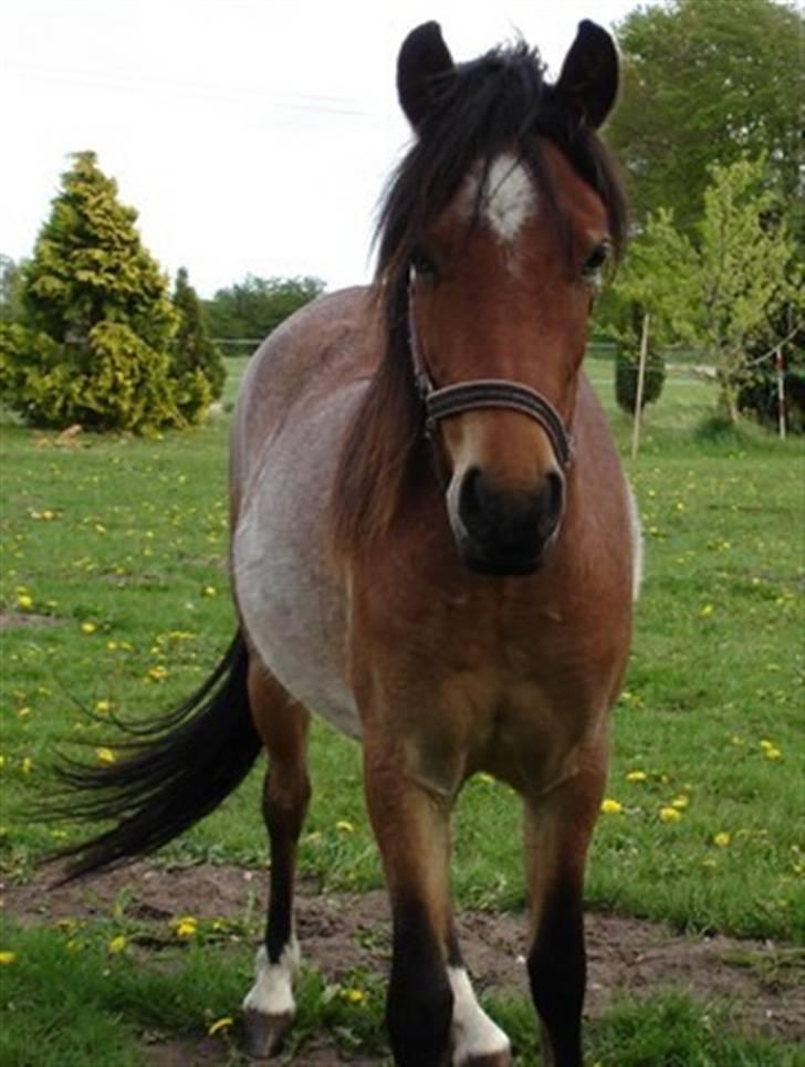 Anden særlig race Hedins anna-bella (solgt) billede 4