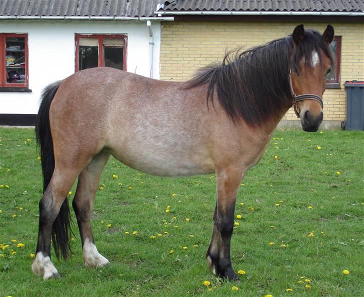 Anden særlig race Hedins anna-bella (solgt) billede 5