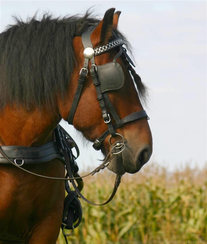 Belgier Balder - taget af Kay-photo billede 17